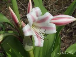 Crinum latifolium flower2.jpg